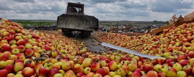 В Екатеринбурге почти 2 тонны яблок сравняли с землей